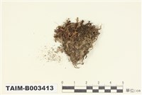 藏品(合葉蘚屬)的圖片